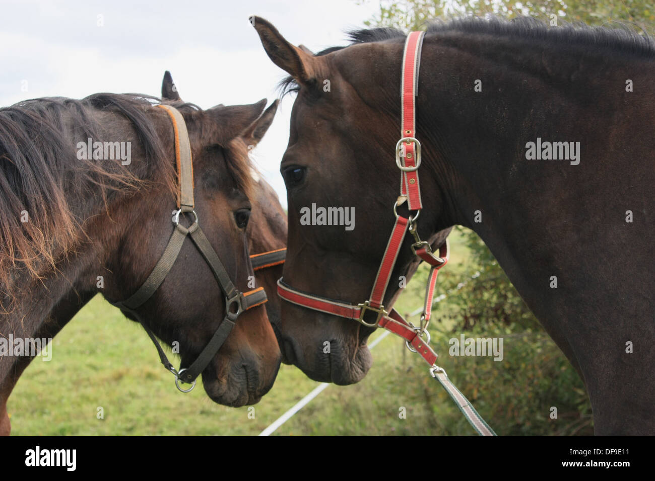 Lovely threesome of horses Stock Photo