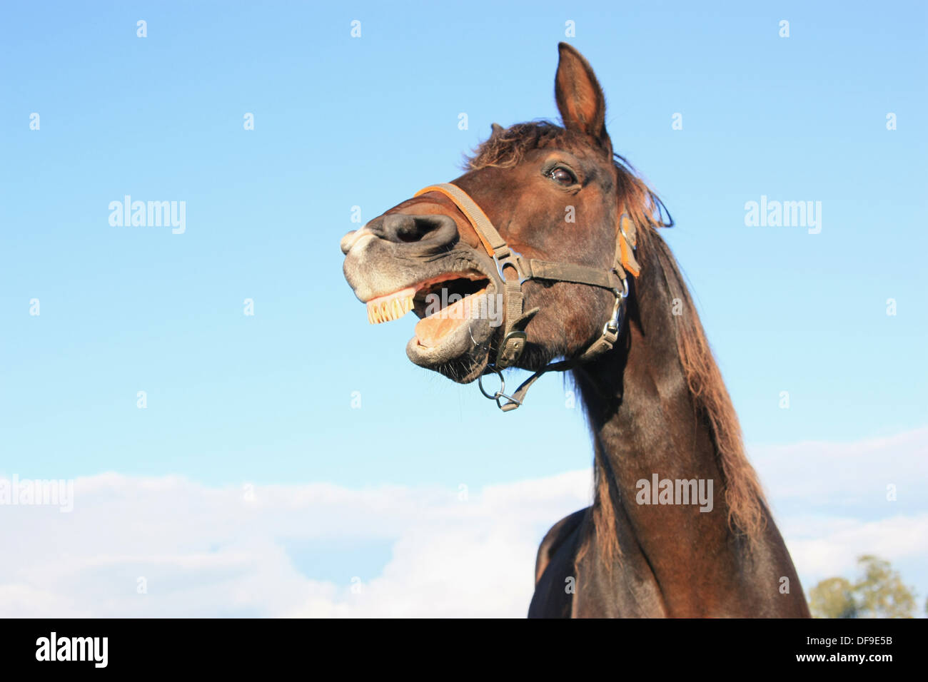Horse mouth open close up hires stock photography and images Alamy
