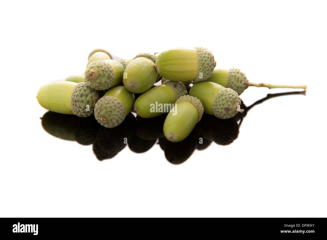 White oak acorns hi-res stock photography and images - Alamy