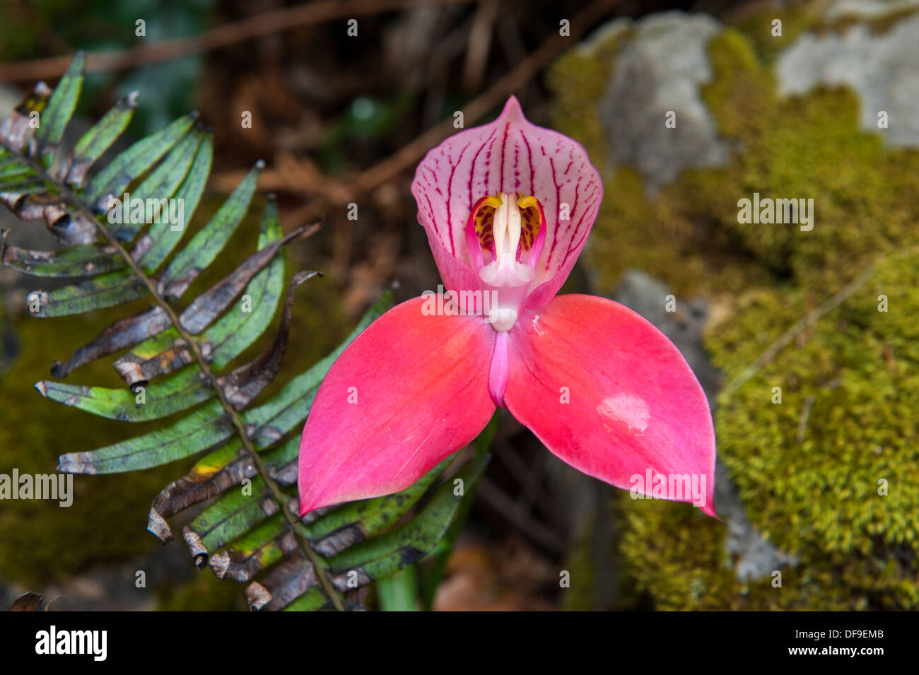 Wild Red Disa Orchid (Disa uniflora) growing on Table Mountain, Cape Town, South Africa Stock Photo