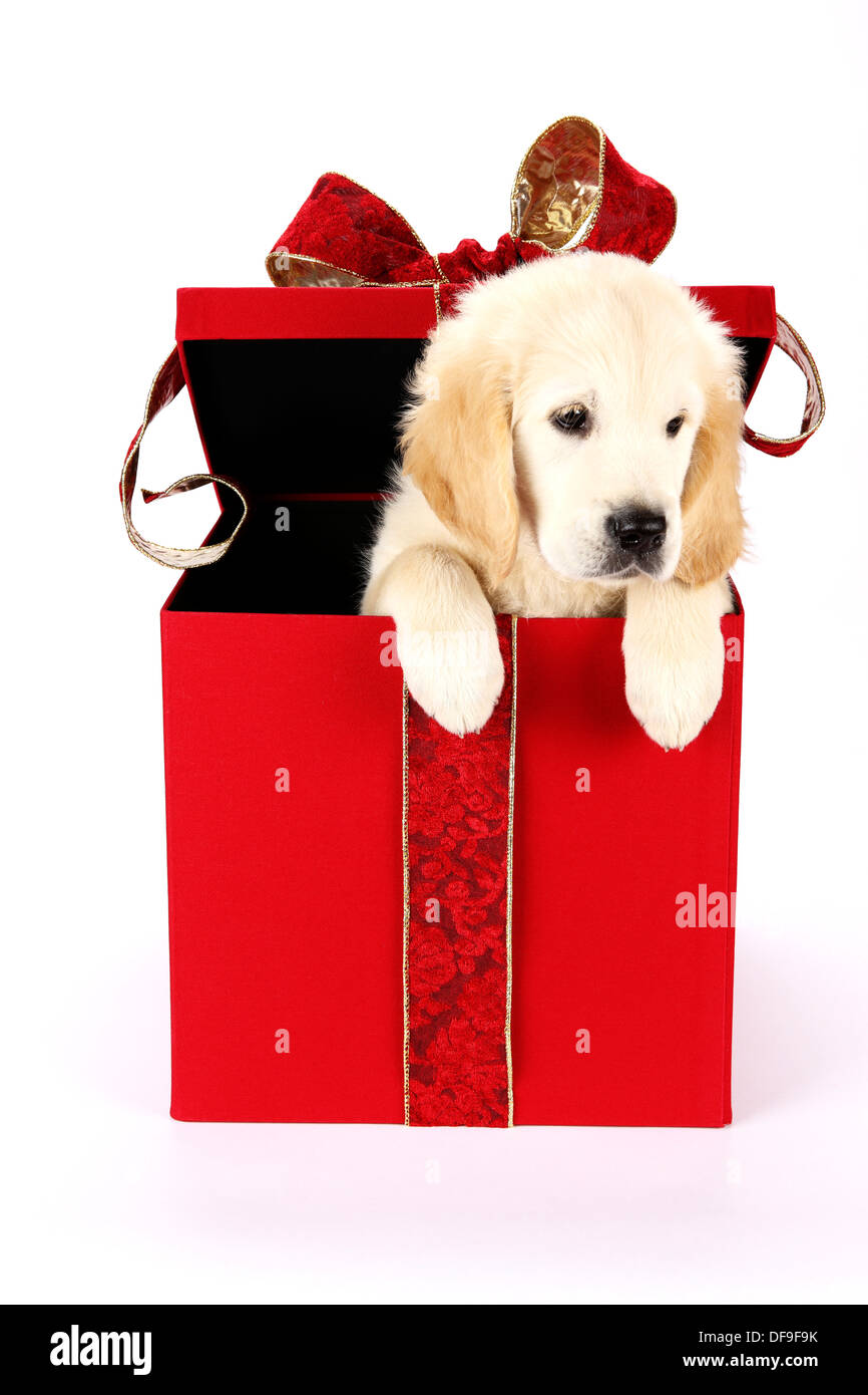 Golden Retriever puppy Stock Photo Alamy