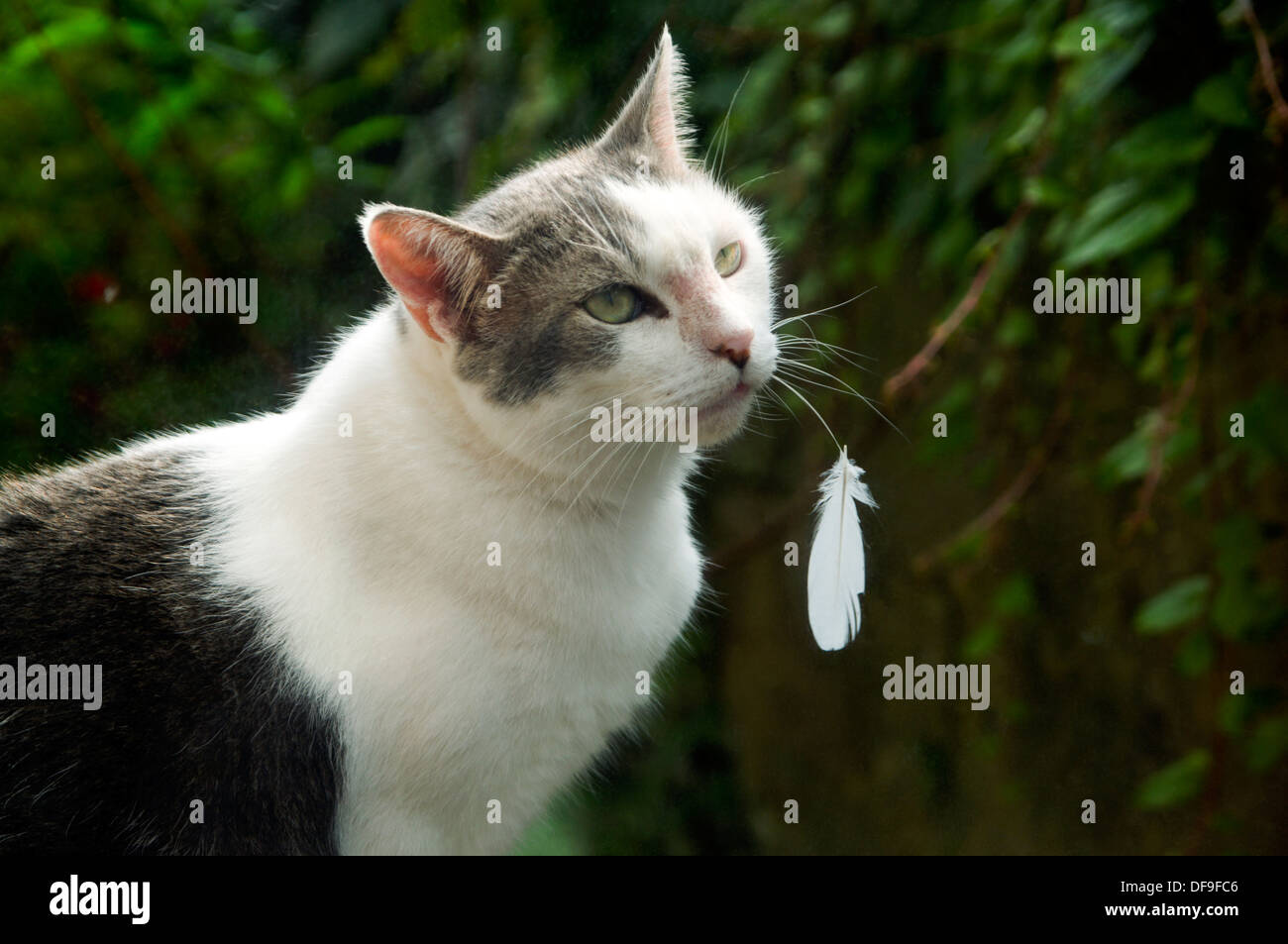 Cat with feather hanging from whiskers Stock Photo Alamy