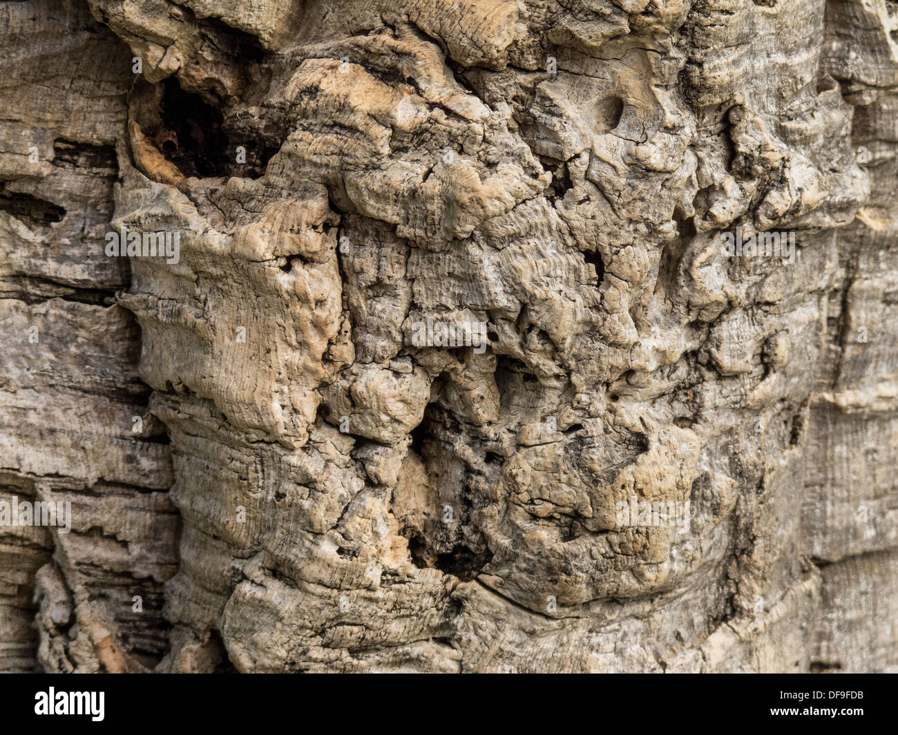 Close-up detail of cork bark, from the evergreen oak tree, Quercus suber Stock Photo