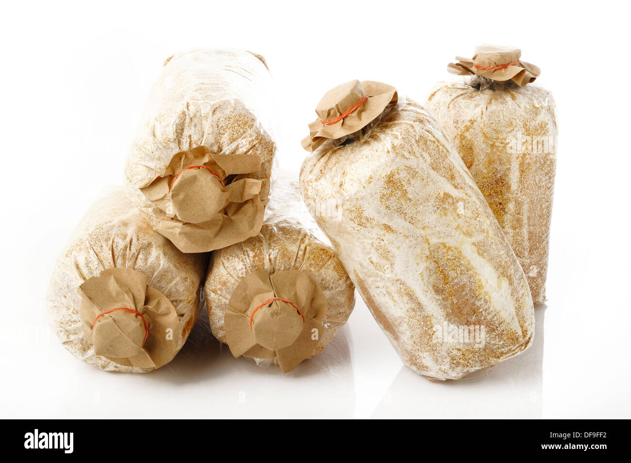 Cultivated mushrooms on white background Stock Photo