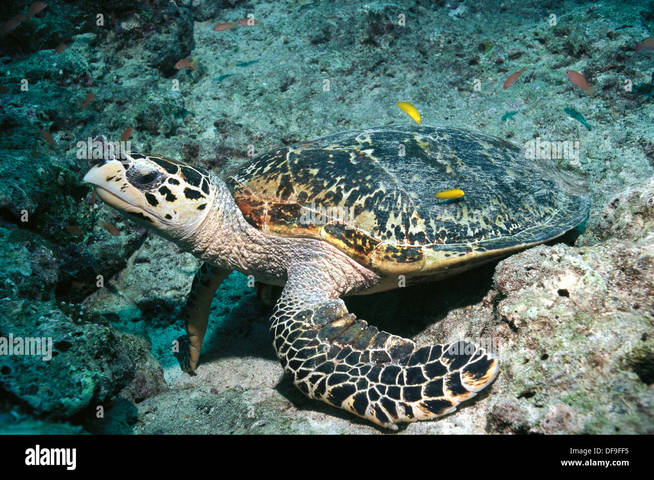 Turtle fish cleaning hi-res stock photography and images - Alamy