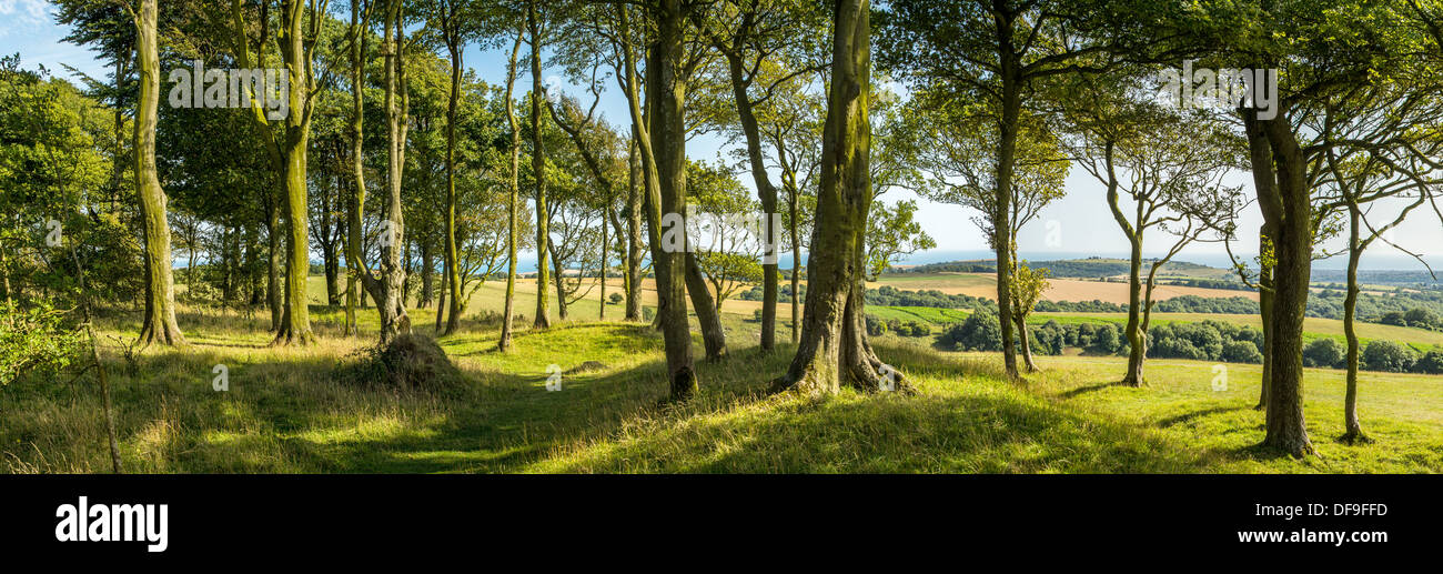 Chanctonbury Ring, South Downs National Park in West Sussex. Stock Photo