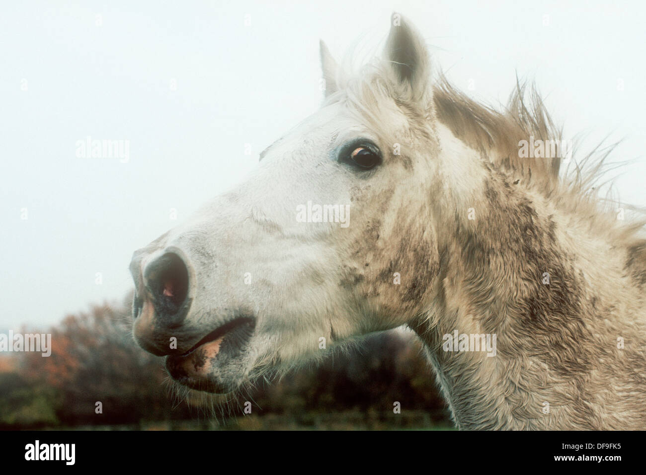 Horse whinnying Stock Photo