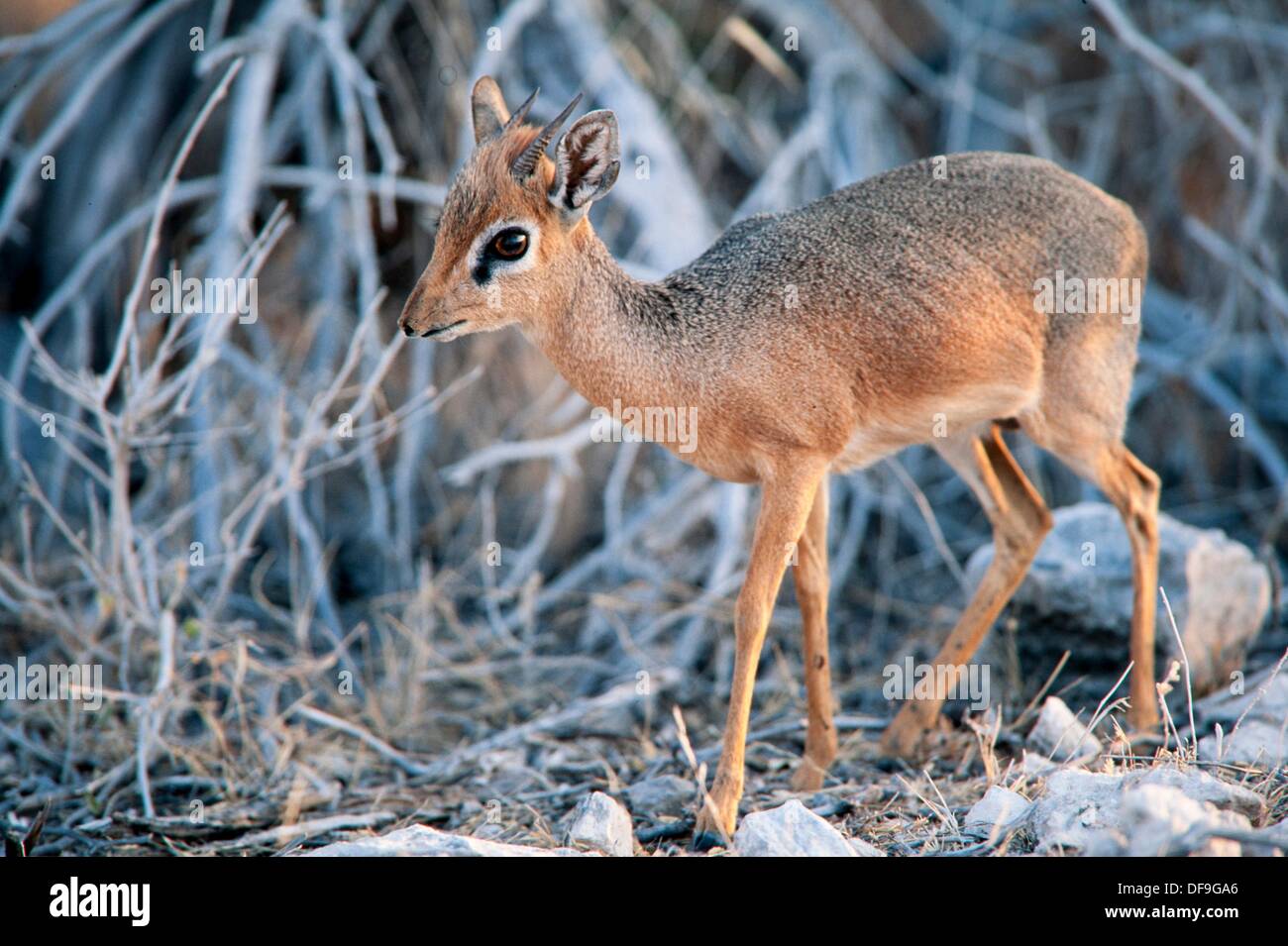 what is a population biology definition