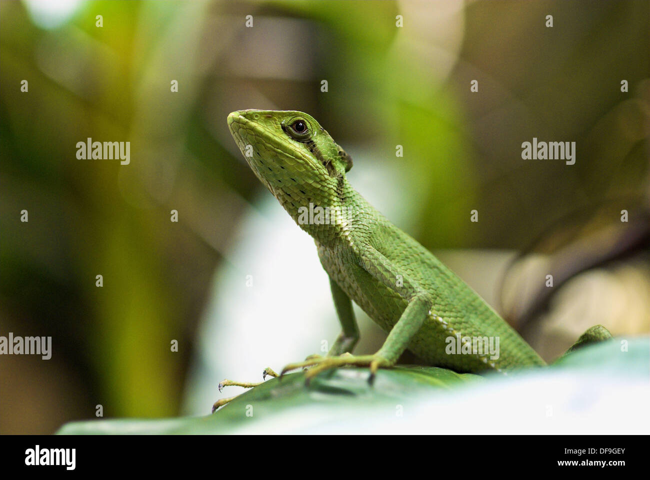 Cone headed lizard (Laemanctus longipes). Rainforest, Mexico Stock