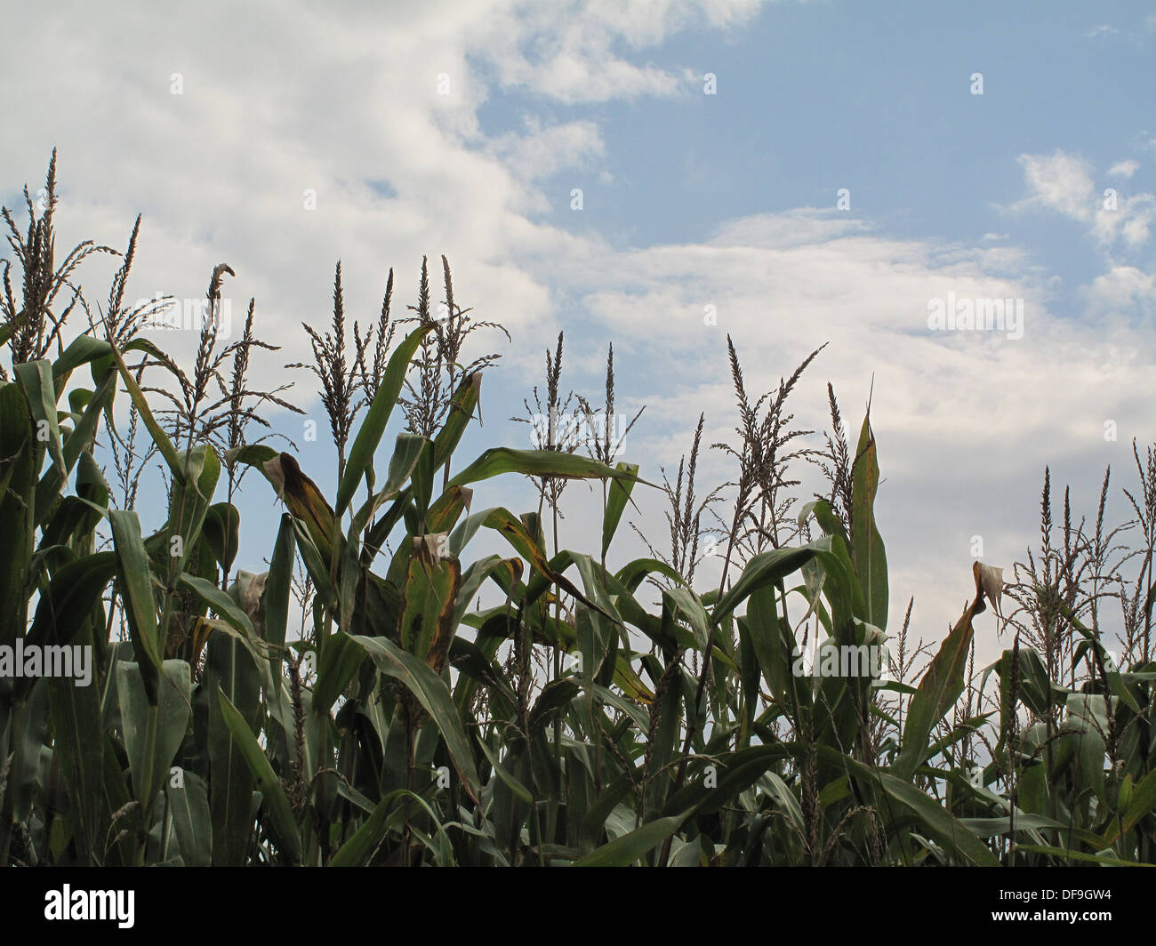 cornfield in Pitcombe Somerset uk Stock Photo