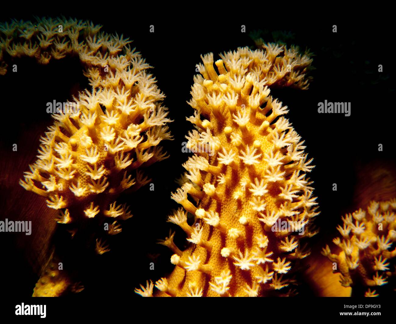 Cnidarios Soft coral Stock Photo