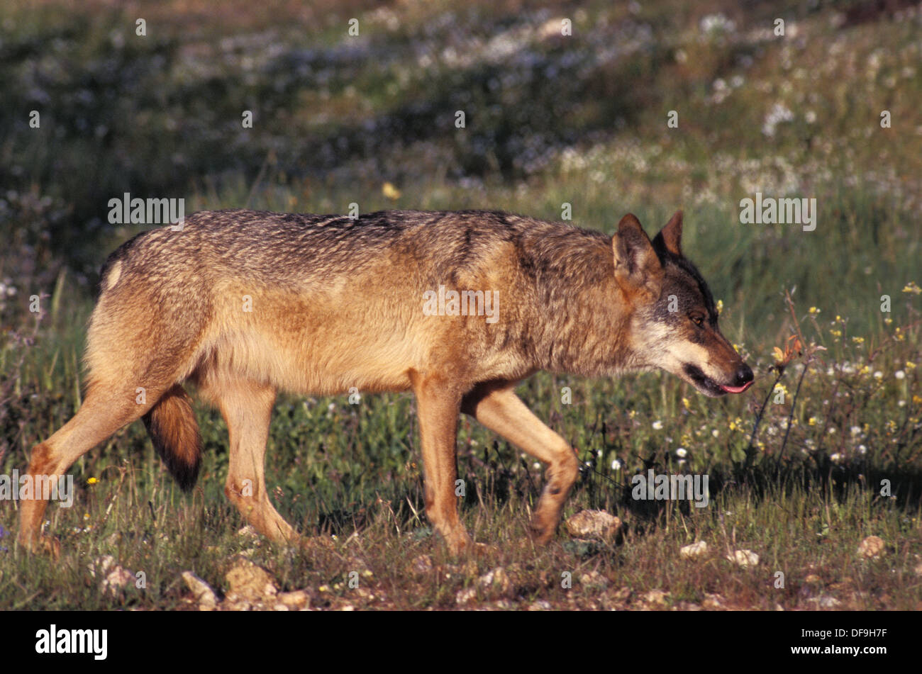 Wolfoo -  España