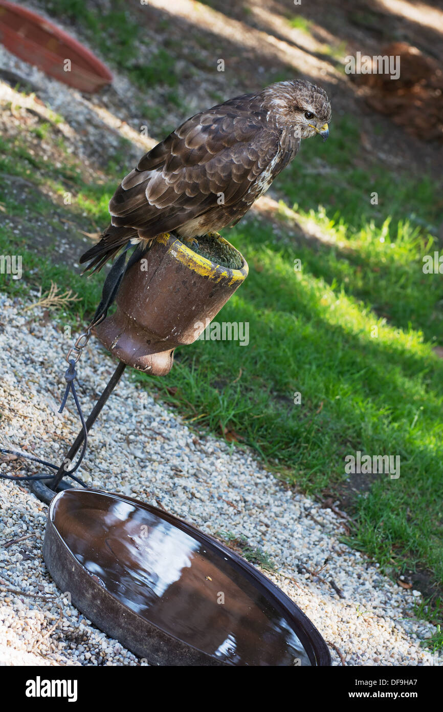 Common buzzard (Buteo buteo) on a perch. Stock Photo