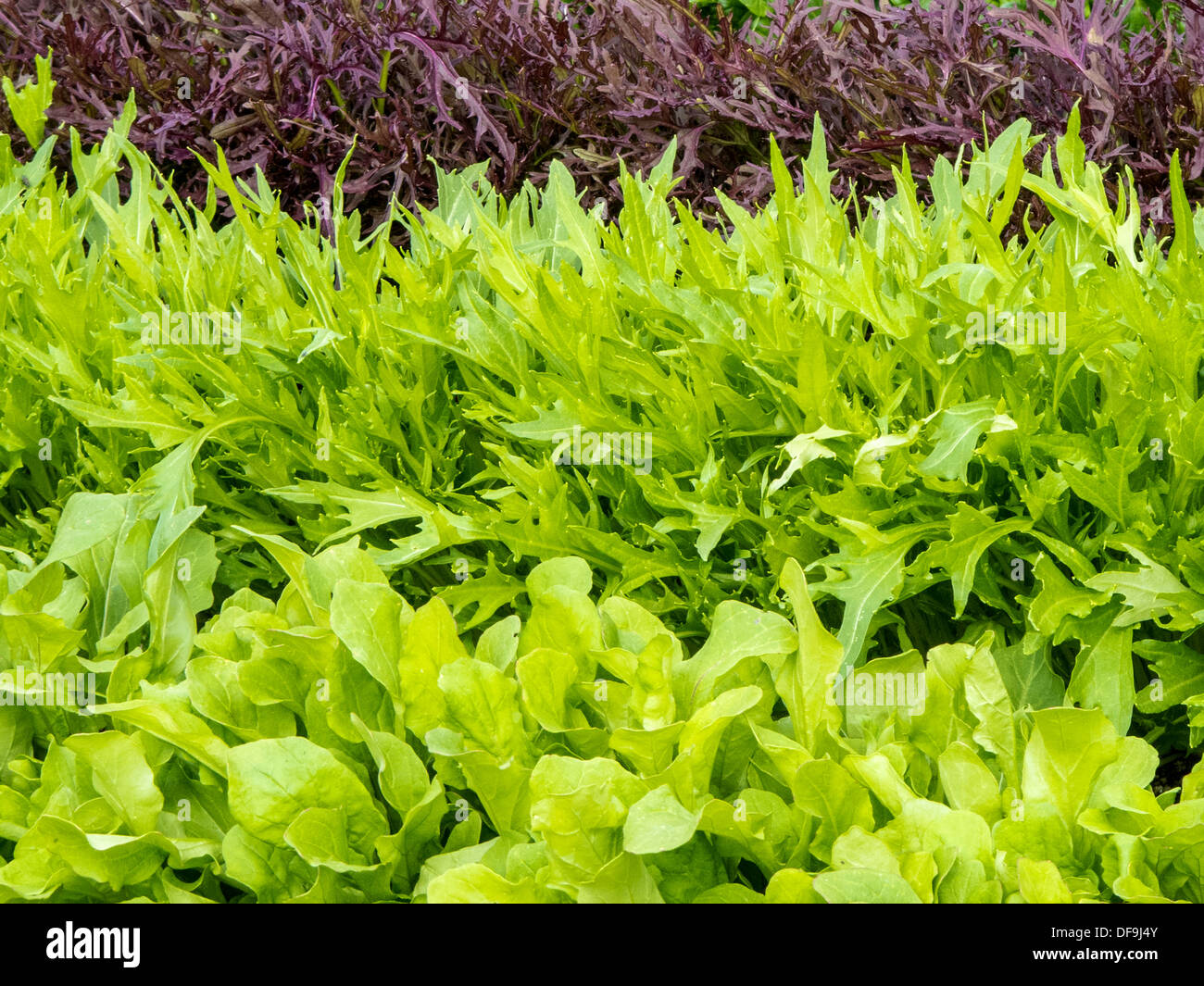 rocket, Mizuna and Red Mizuna lettuce growing in a garden Stock Photo