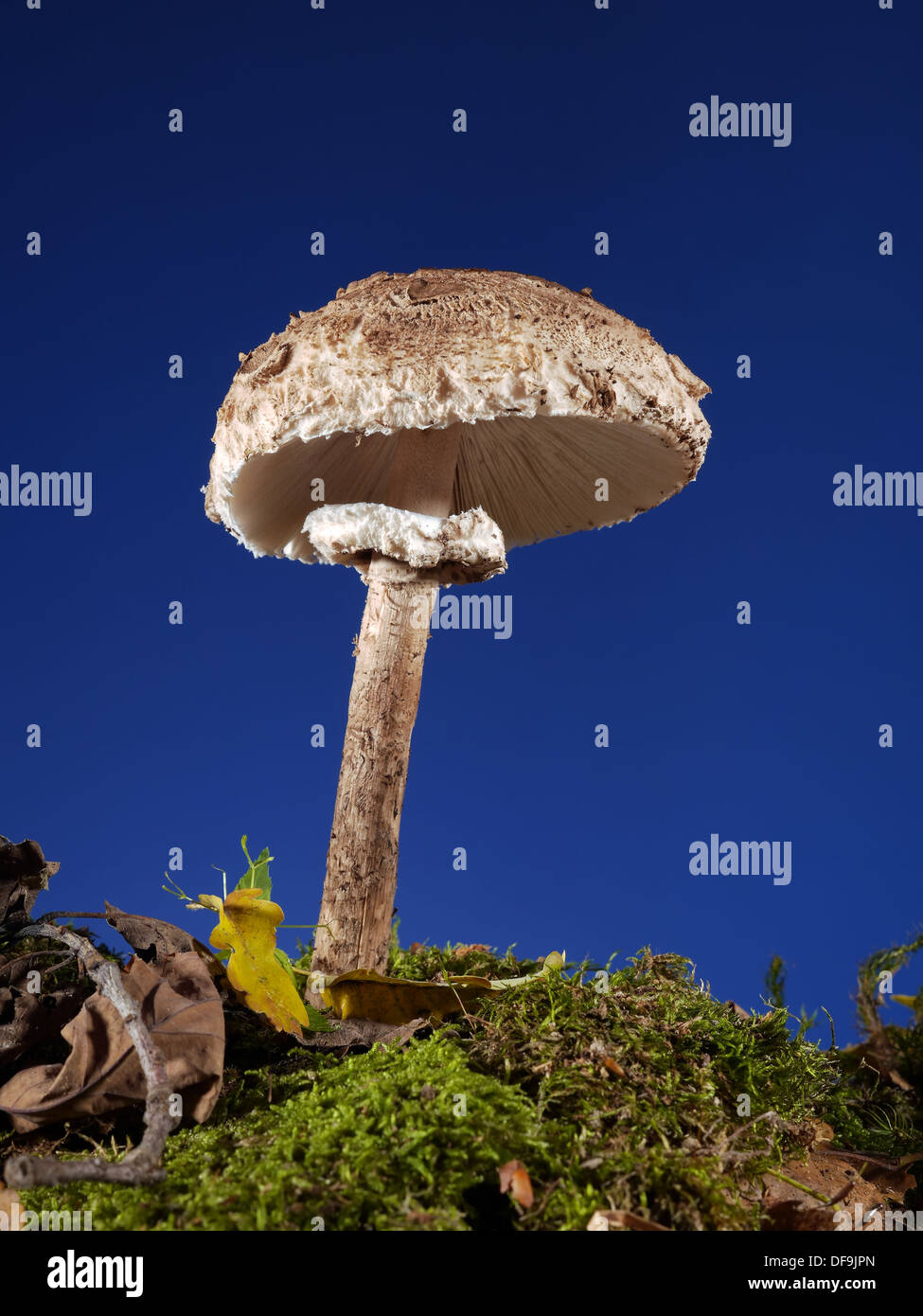Parasol Fungus mushroom shot over dark blue background Stock Photo