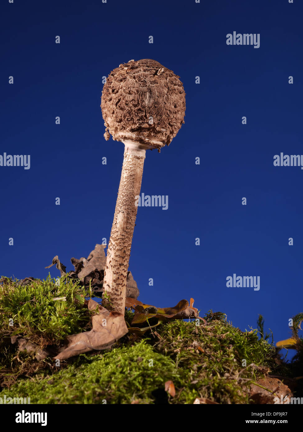 Young parasol fungus mushroom shot over dark blue background Stock Photo