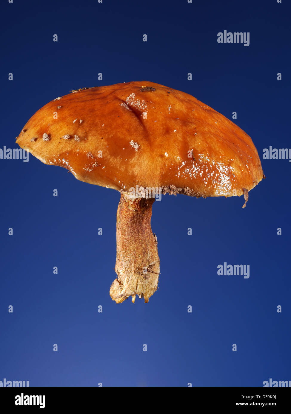 Suilus luteus mushroom shot over dark blue background Stock Photo