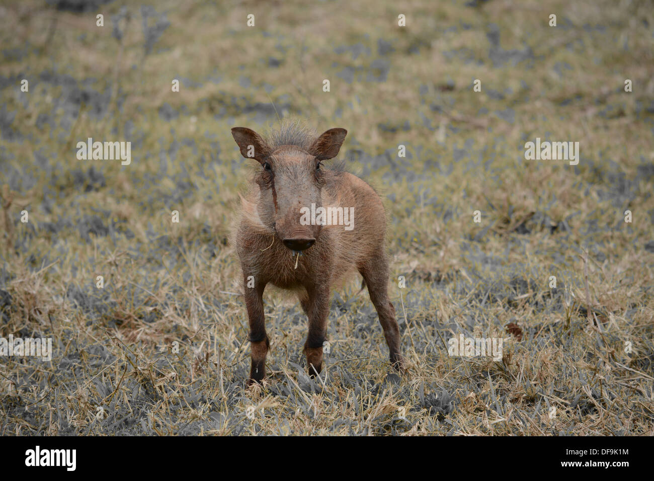 Bush Pig looking out to the distance. Stock Photo