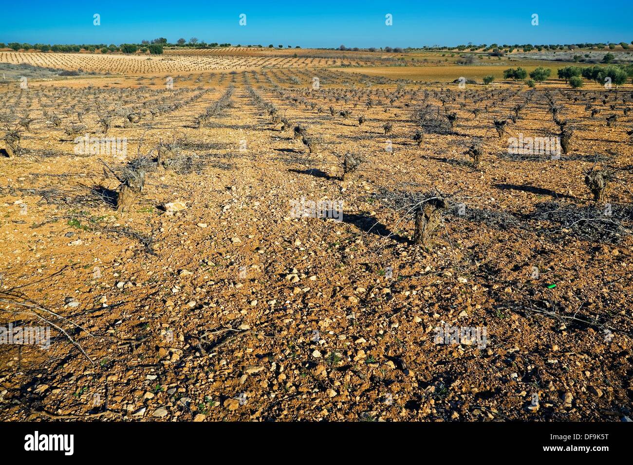 Vineyards in Belmonte de Tajo Madrid Spain Stock Photo