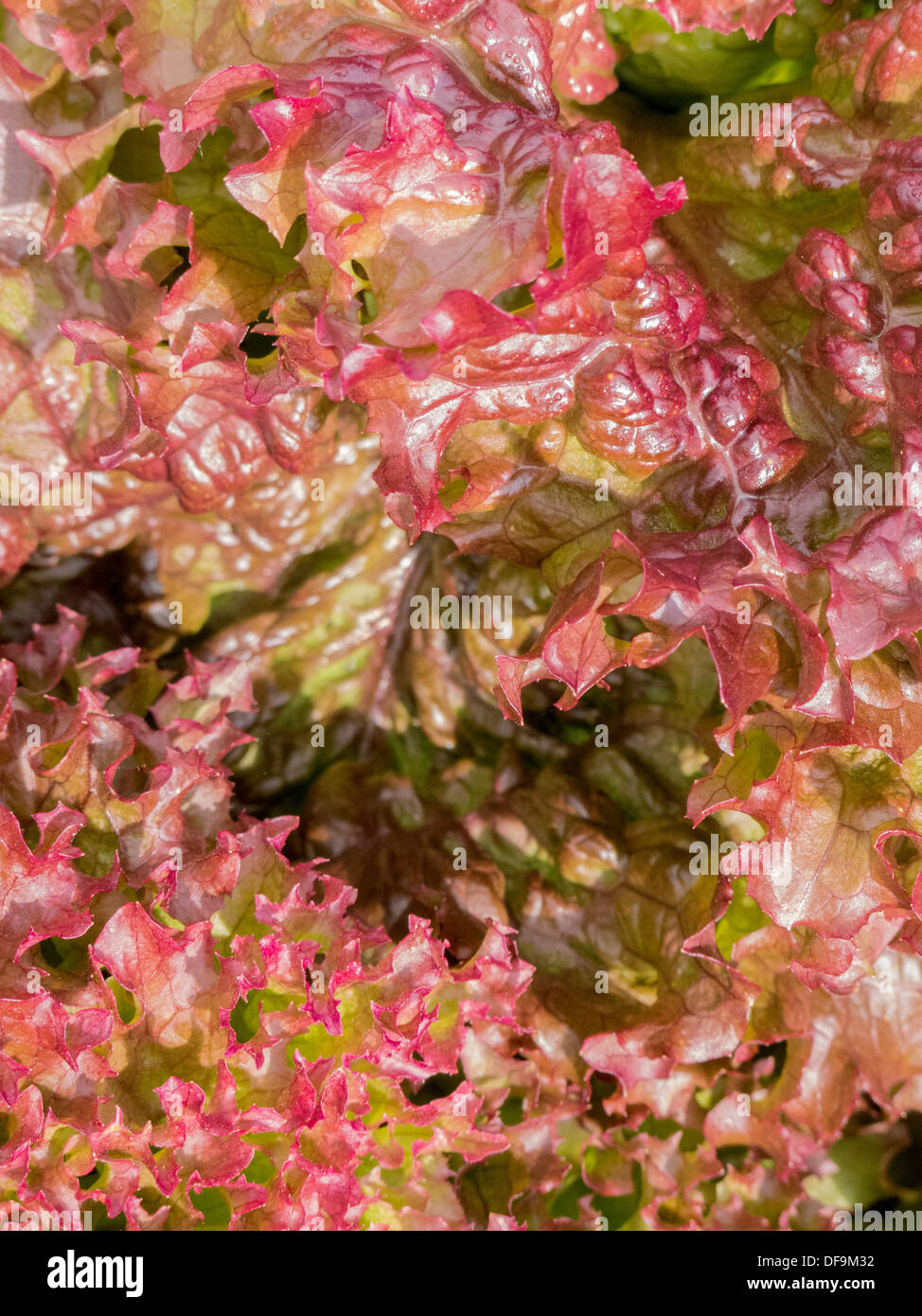 Red and green iceberg lettuce hires stock photography and images Alamy