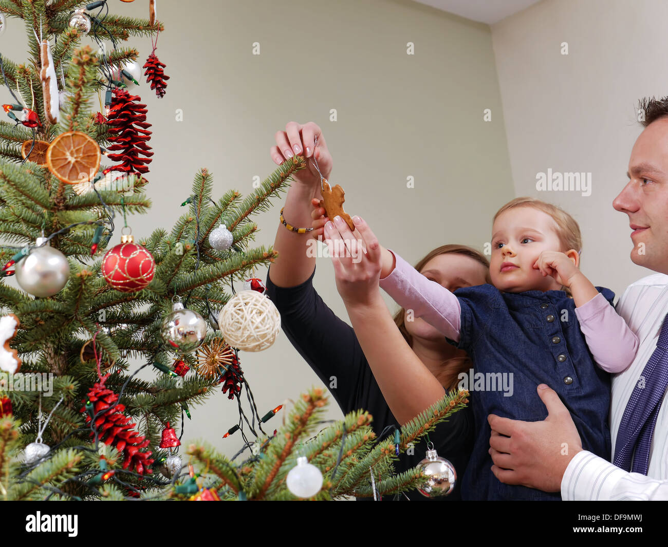 Mom and dad helping their cute little girl decorate Christmas tree with gingerbread star cookie Stock Photo