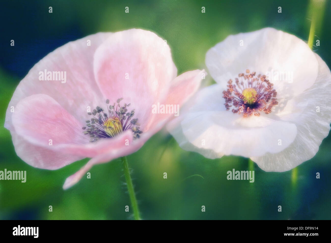 Light Pink Shirley Poppy Flower Stock Photos Light Pink Shirley