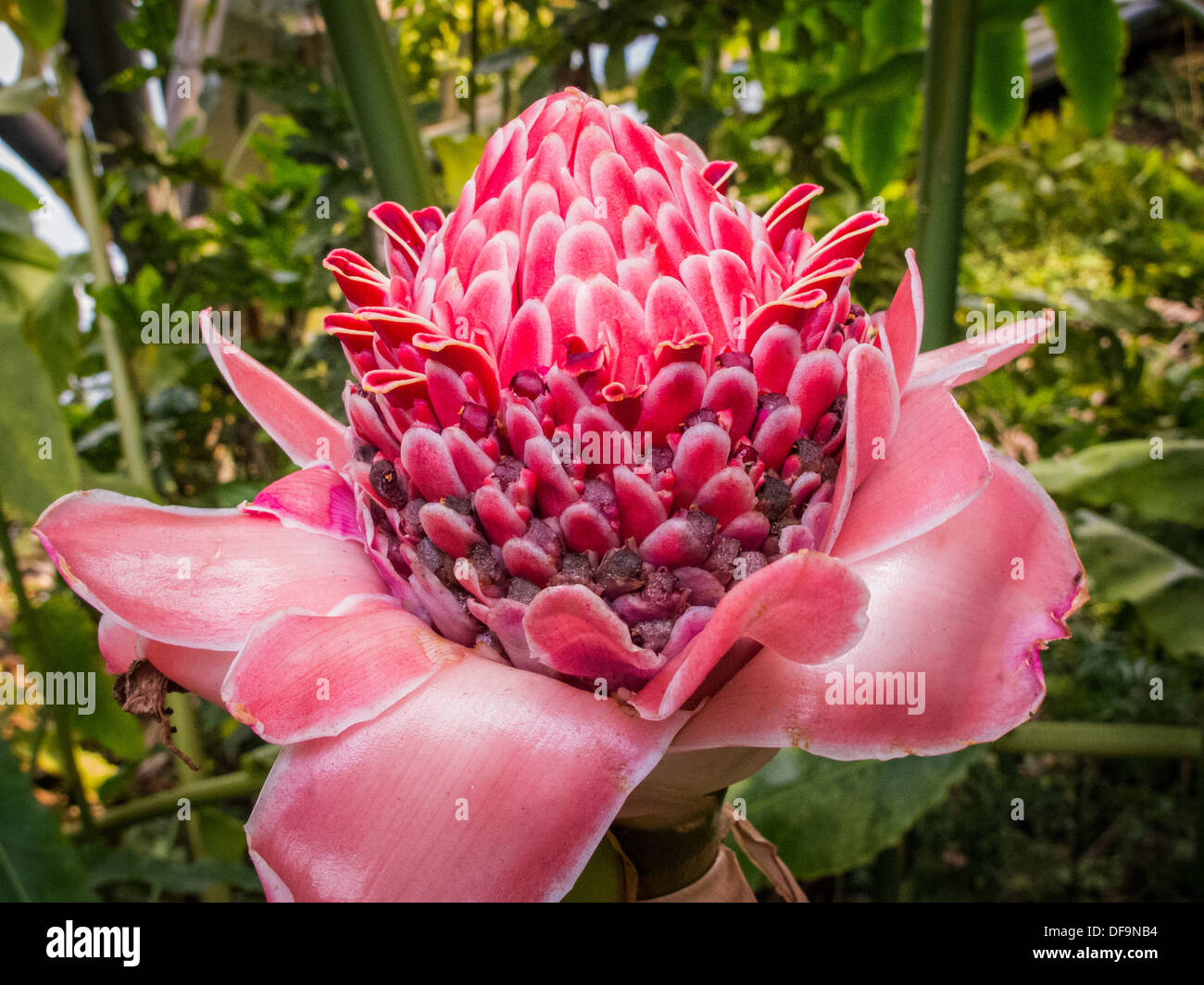 Flower of the Torch Ginger Plant, Etlingera elatior Stock Photo Alamy