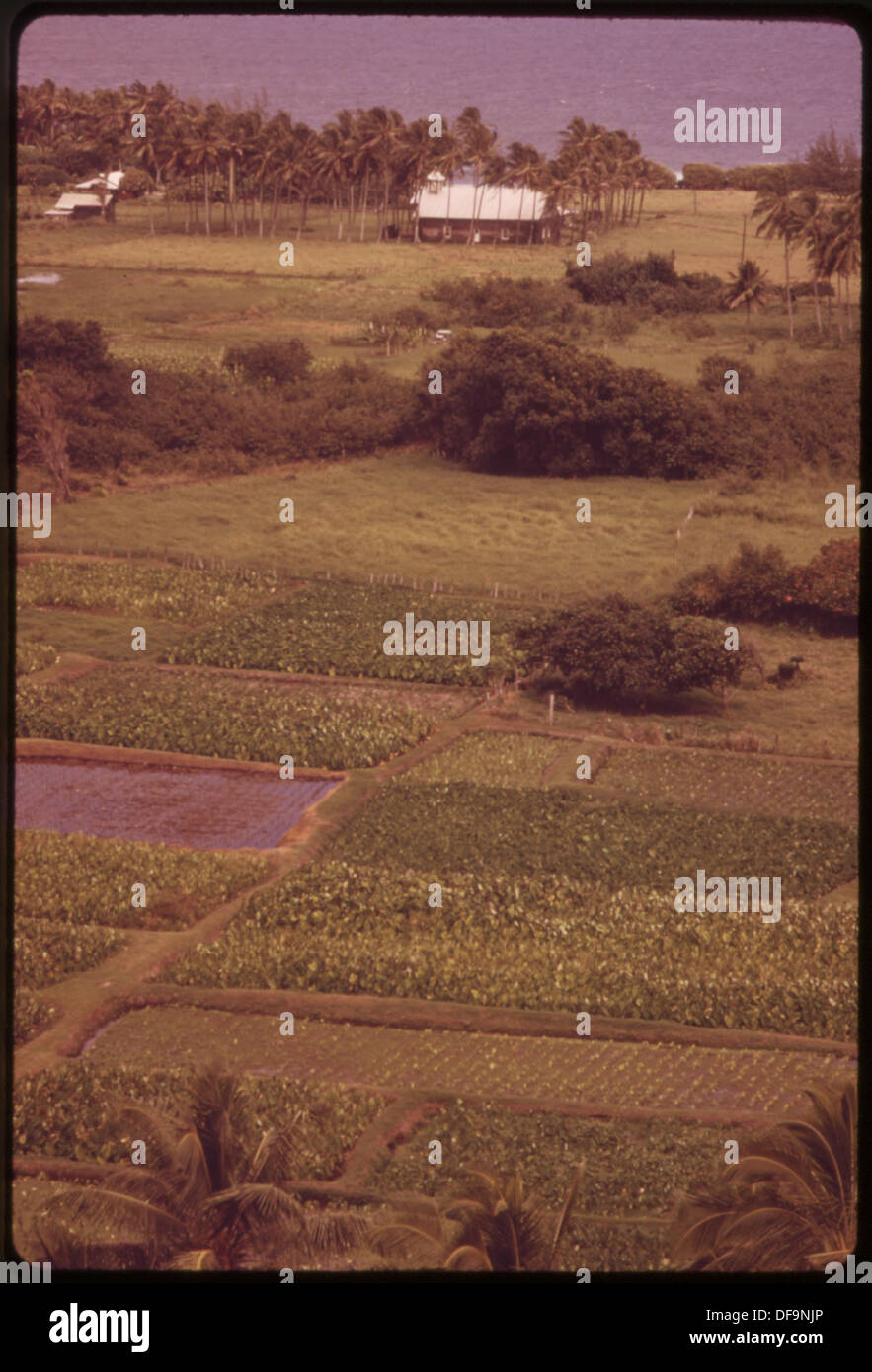 TARO PATCHES ALONG HIGHWAY 36. TARO ROOT IS THE BASIS OF POI, A