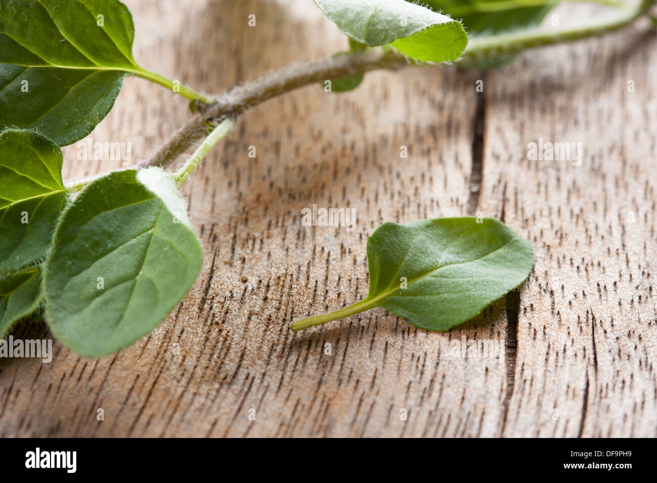 Fresh oregano sprig with a single leaf over wooden table close-up Stock Photo
