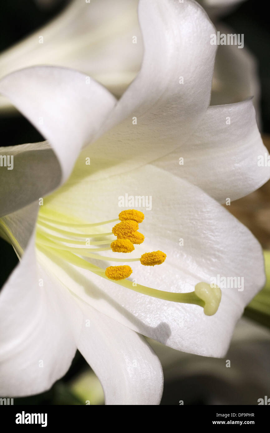 An Easter Lily in bloom, Lilium longiflorum Stock Photo Alamy