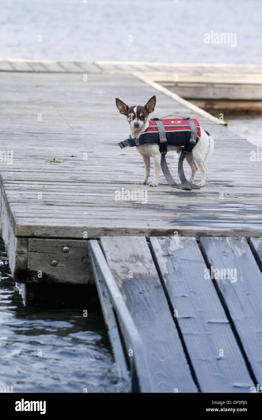 chihuahua in life jacket