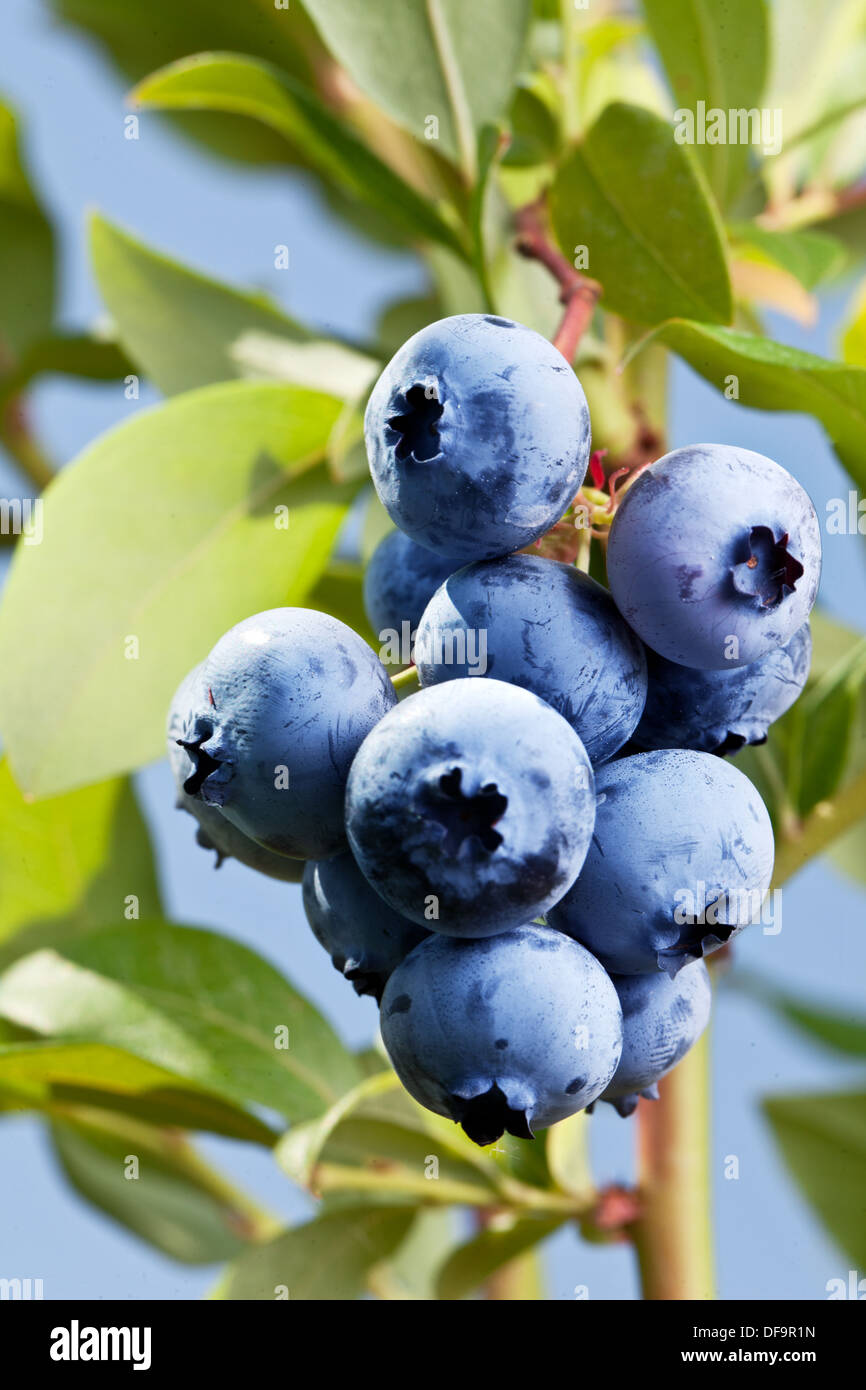 Blueberries on a shrub. Macro shot. Stock Photo