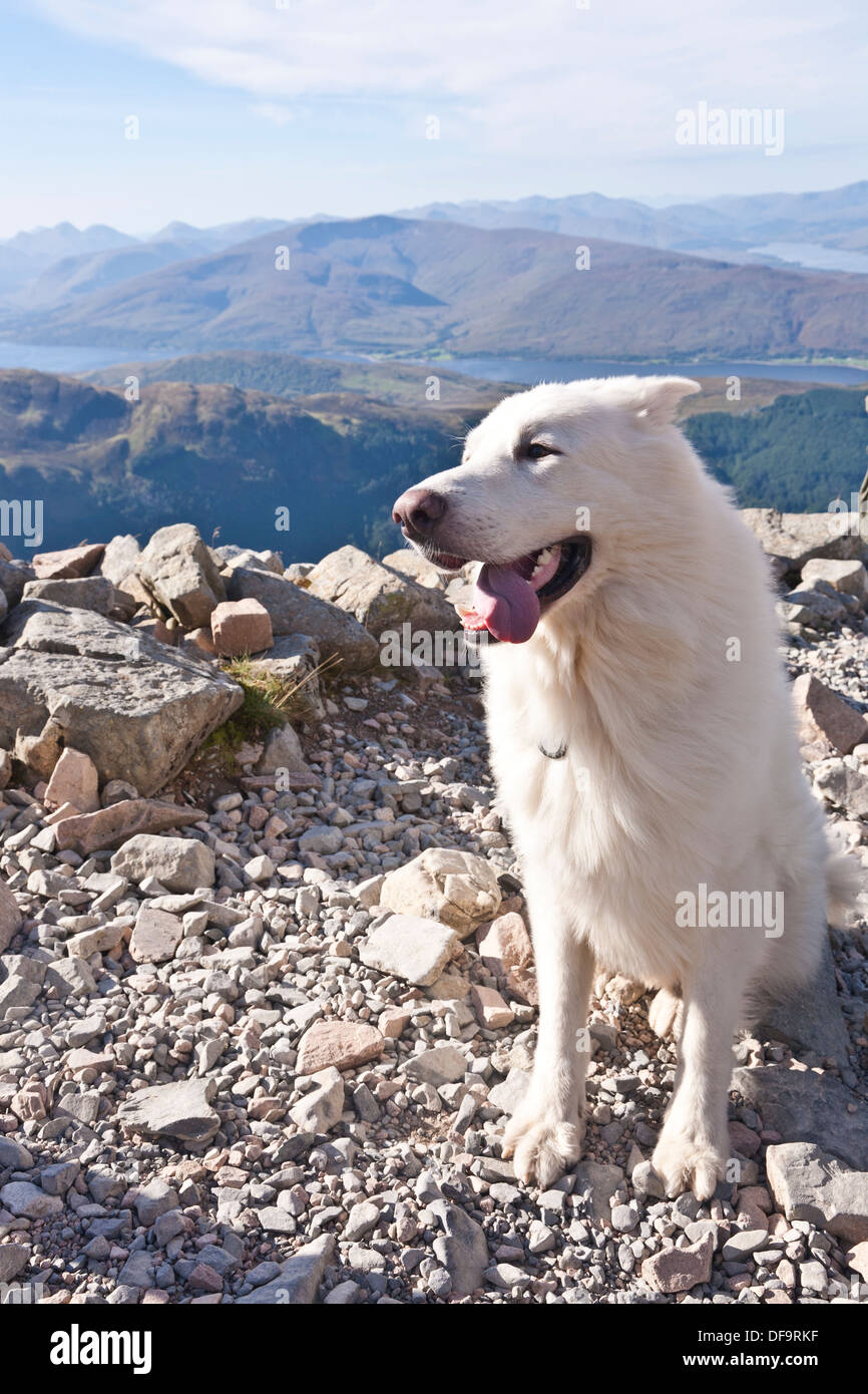 White mountain store german shepherds
