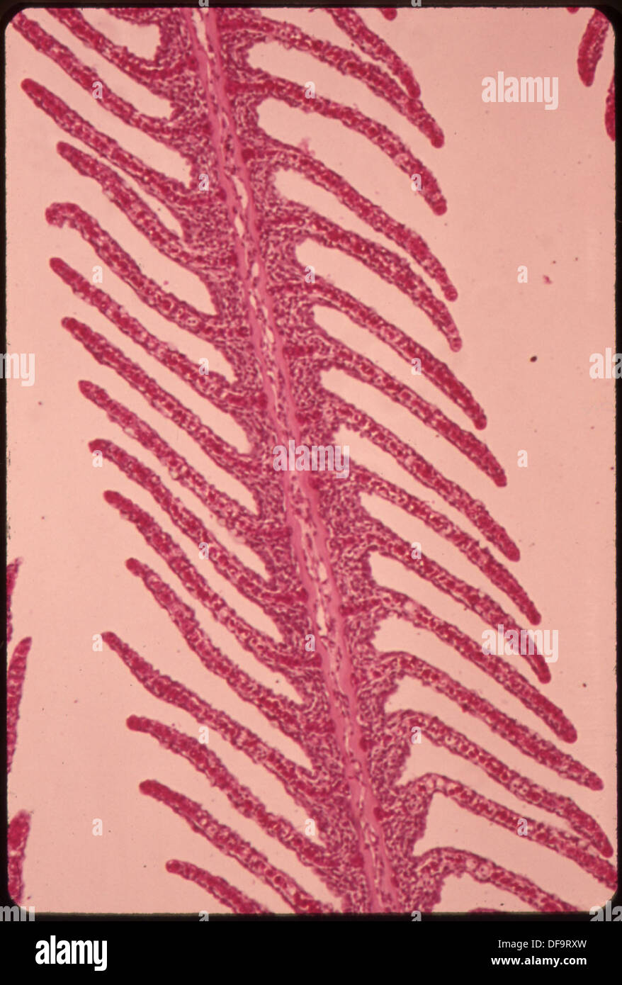 THE EPITHELIUM (GILL COVERING) OF A HEALTHY CHANNEL CATFISH CAMERA MICROSCOPE STUDY MADE AT THE NATIONAL WATER... 551614 Stock Photo