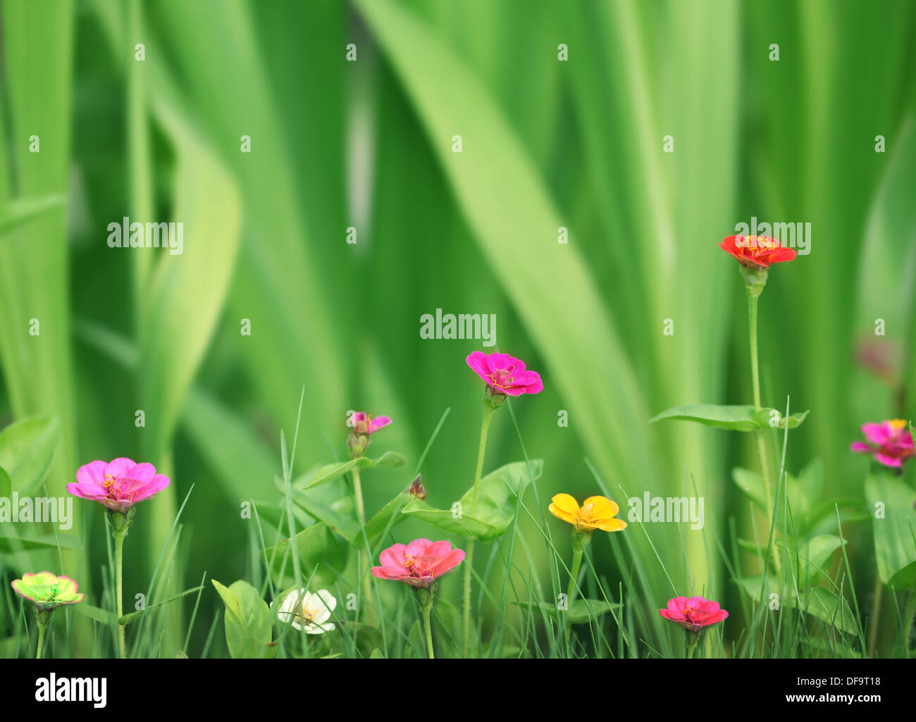 Small beautiful flowers in the garden over green grass background. Stock Photo