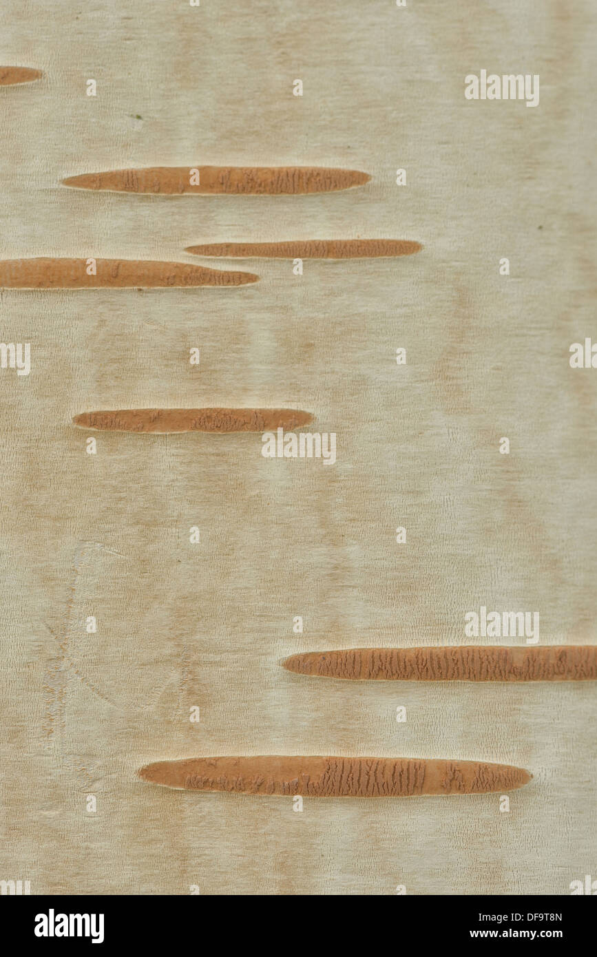 Close up detail of bark and smooth trunk of Himalayan Birch tree showing the porous Lenticel contrasting against smooth surface Stock Photo