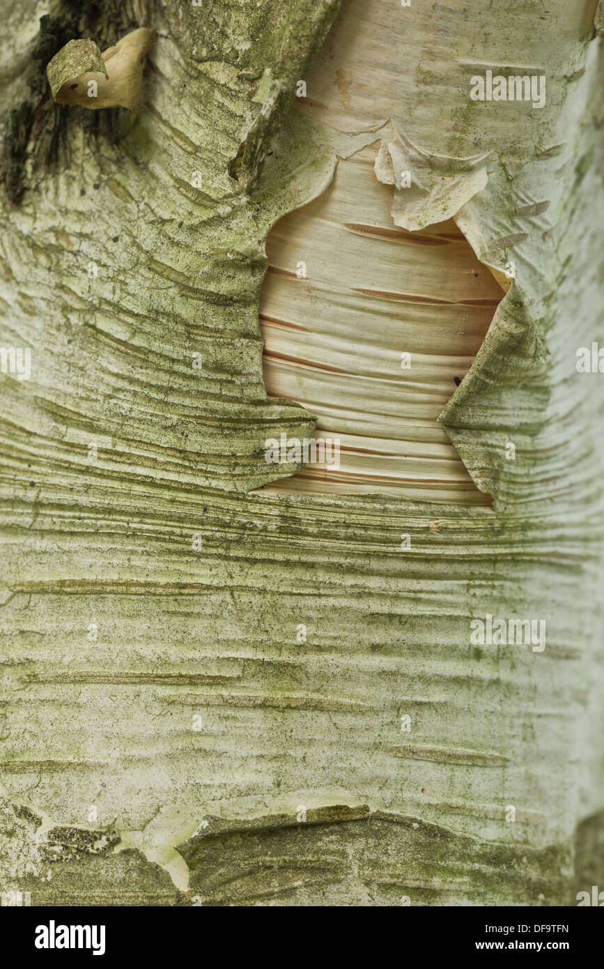 algae covered bark of Himalayan Birch tree showing the porous Lenticel contrasting against smooth surface peeling skin Stock Photo