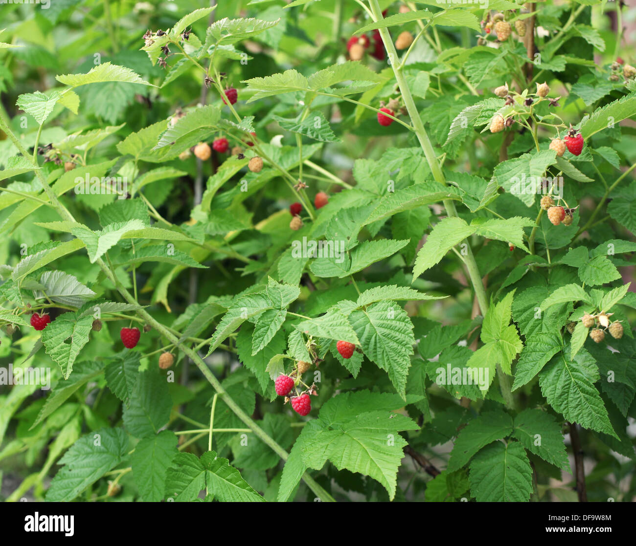 Pipe and green raspberries on a shrub. Stock Photo