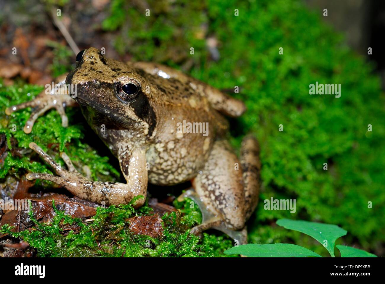 Italian frog Rana italica in Fosso della Carpegna, Brallo di Pregola ...