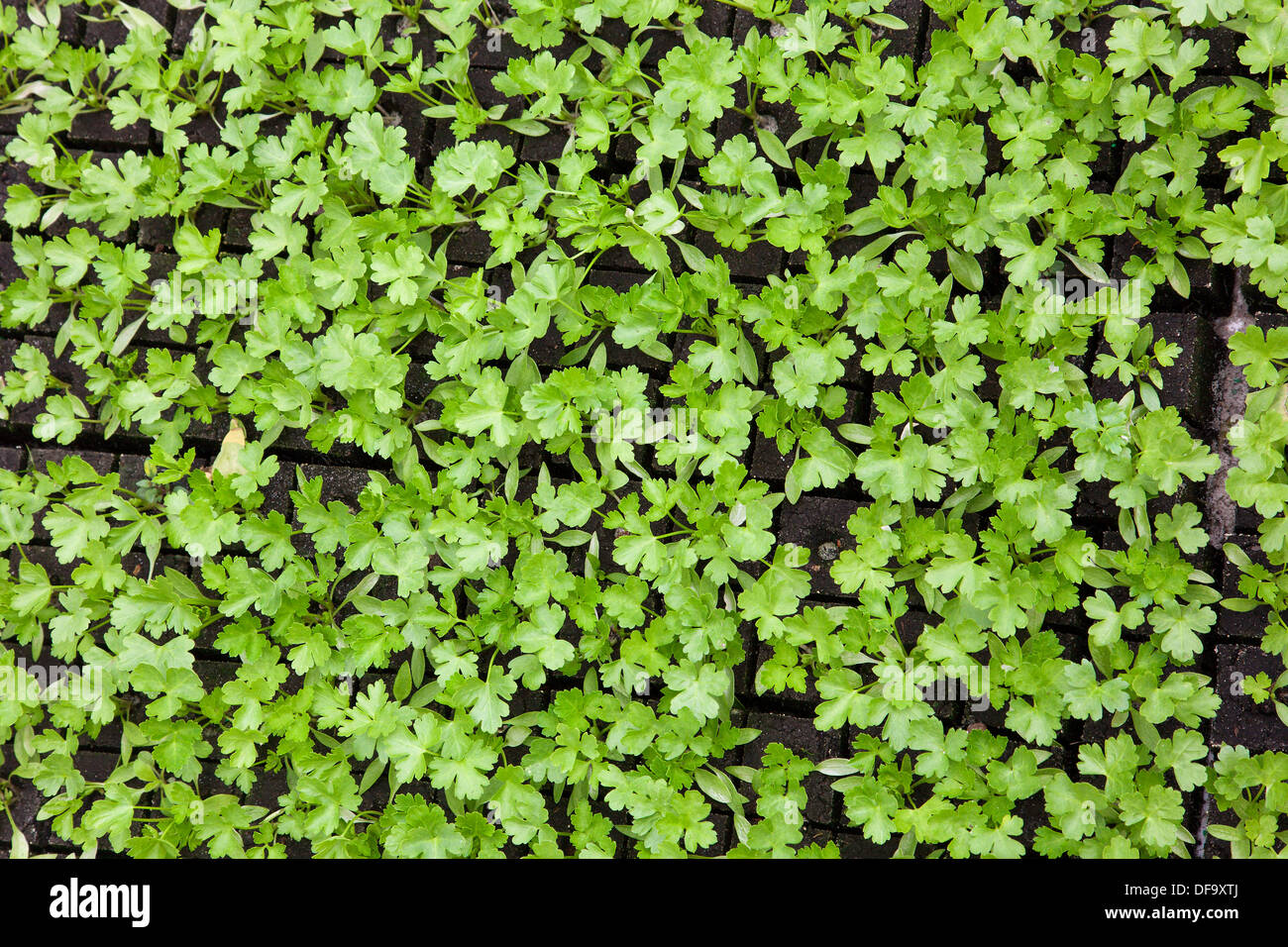 Flat leaf Parsley seedlings for sale at a street market plant fair