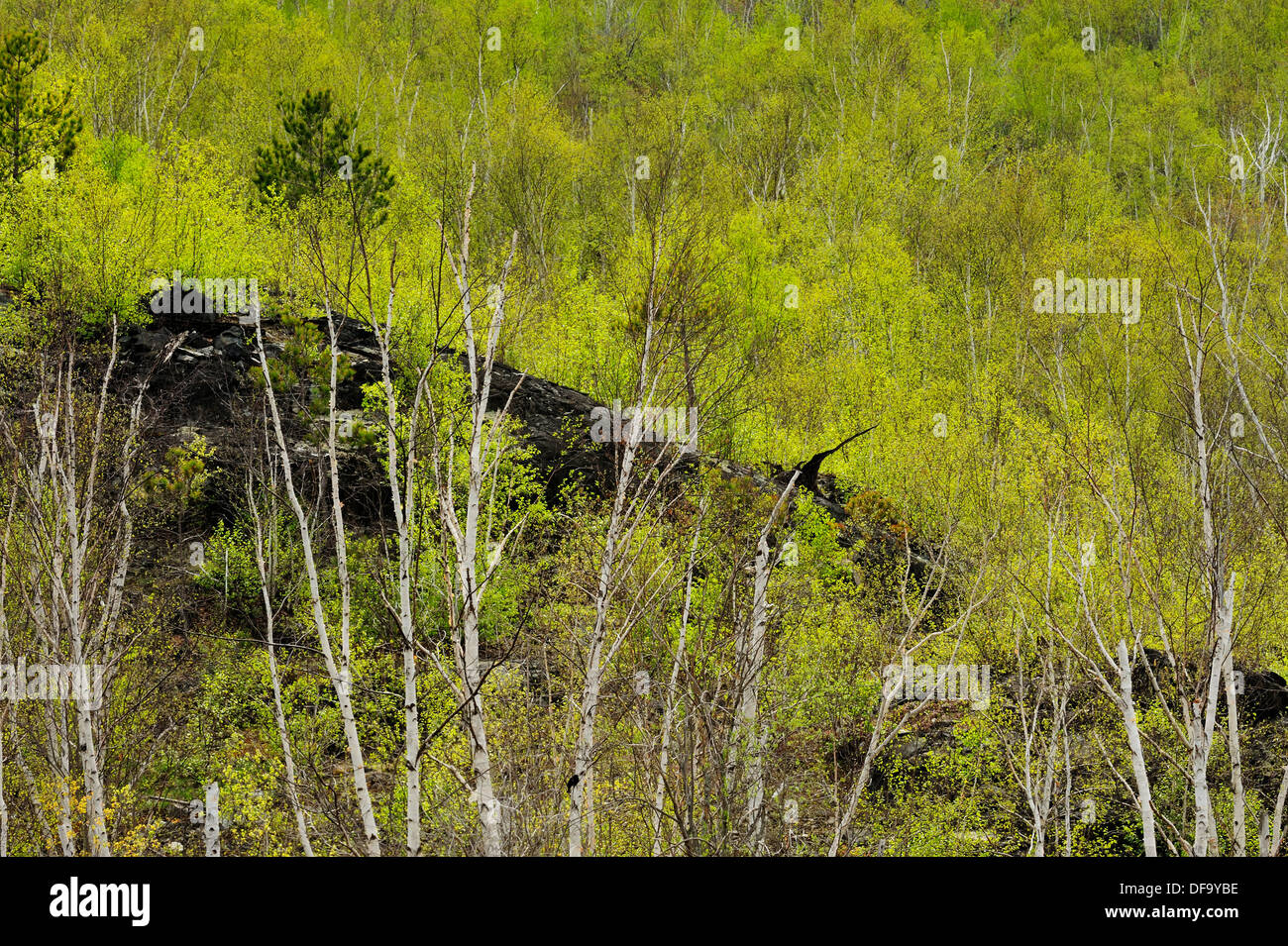Rocky hillsides with birch and aspen trees Stock Photo