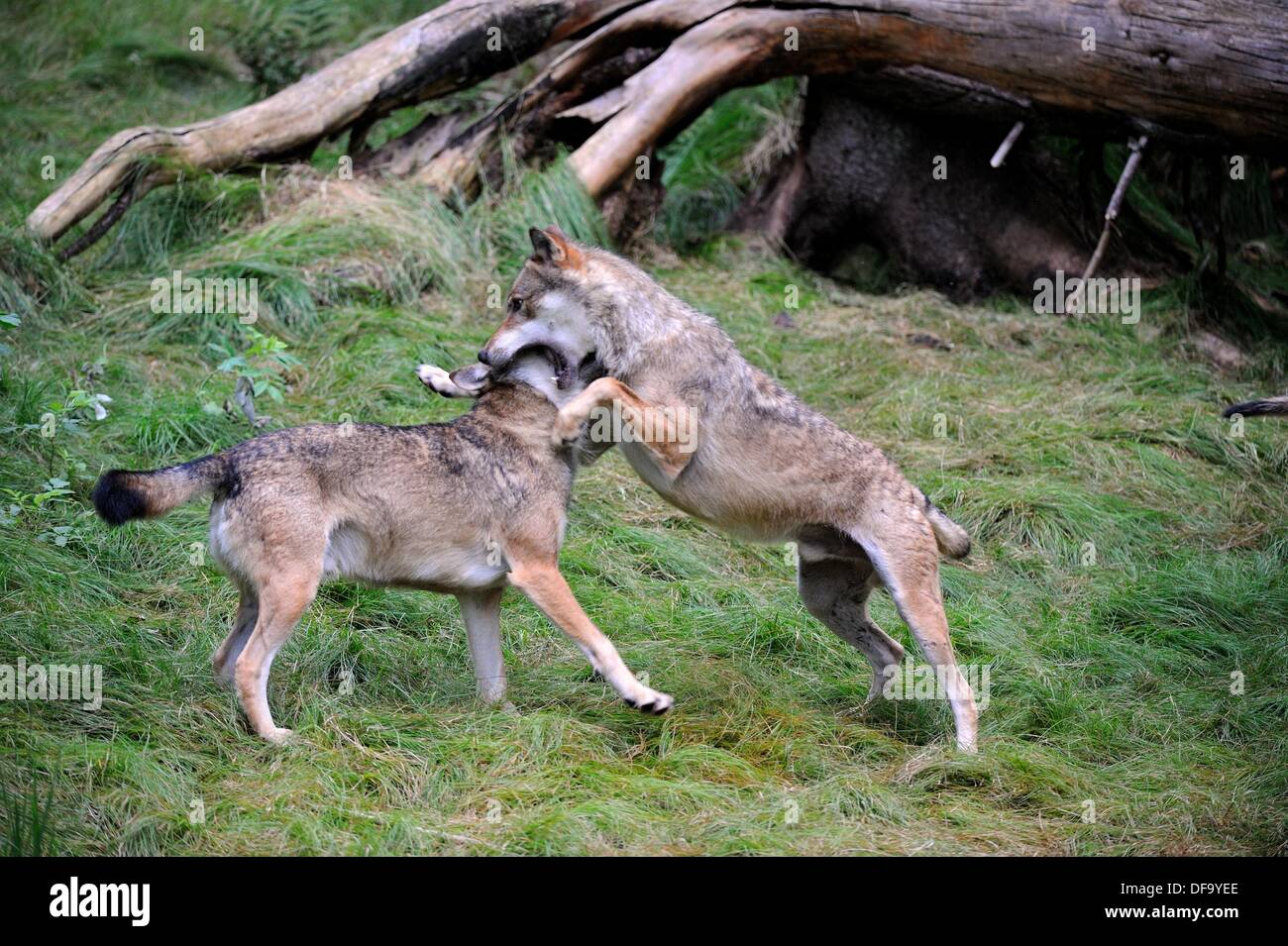 European grey wolves playing fight Canis lupus captive, Bayerischerwald National Park, Germany Stock Photo
