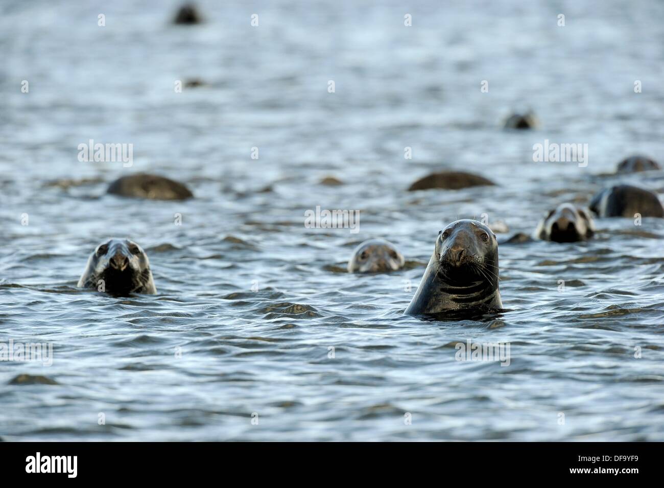 Grey seal in water Halichoerus gryps St Lawrence gulf, Kouchibouguac