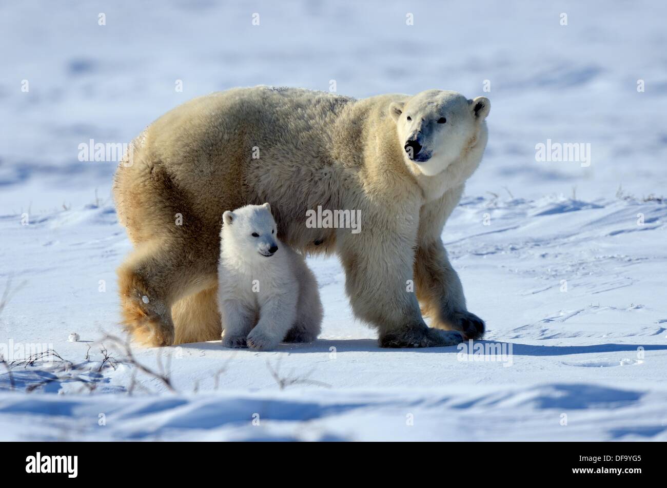 Polar bear mother Ursus maritimus with one 3 months old cubs, coming out of den in March  Wapusk National Park, Manitoba, Canada Stock Photo