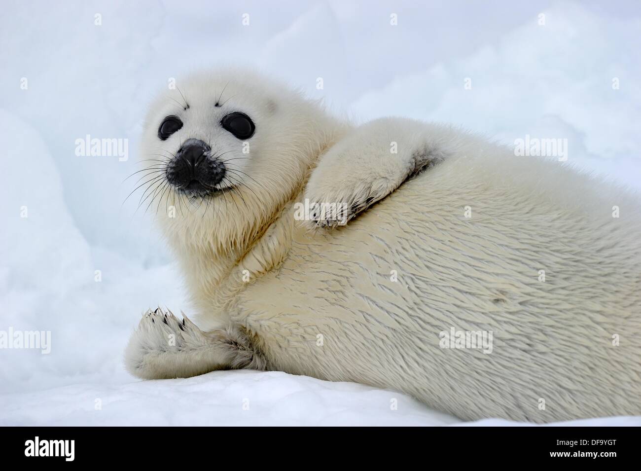 arctic seal