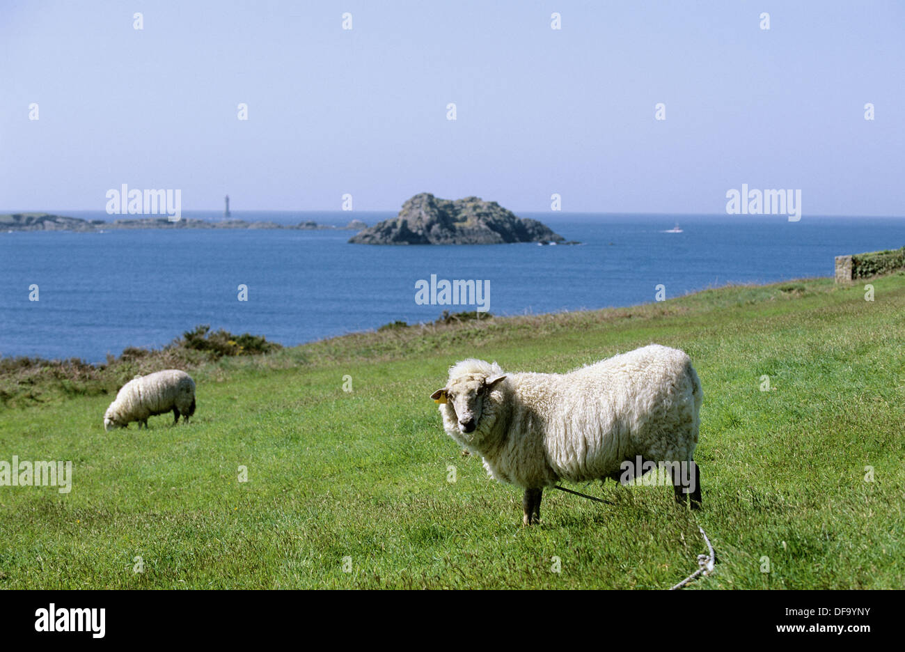Sheep grazing on Ouessant Island, Ile bretonne, Finistère, France Stock Photo