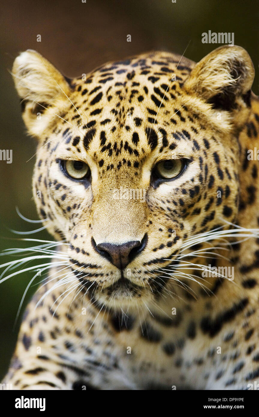 Portait of a female Sri-Lanka leopard captive (Panthera pardus kotiya), Vulnerable specie Stock Photo