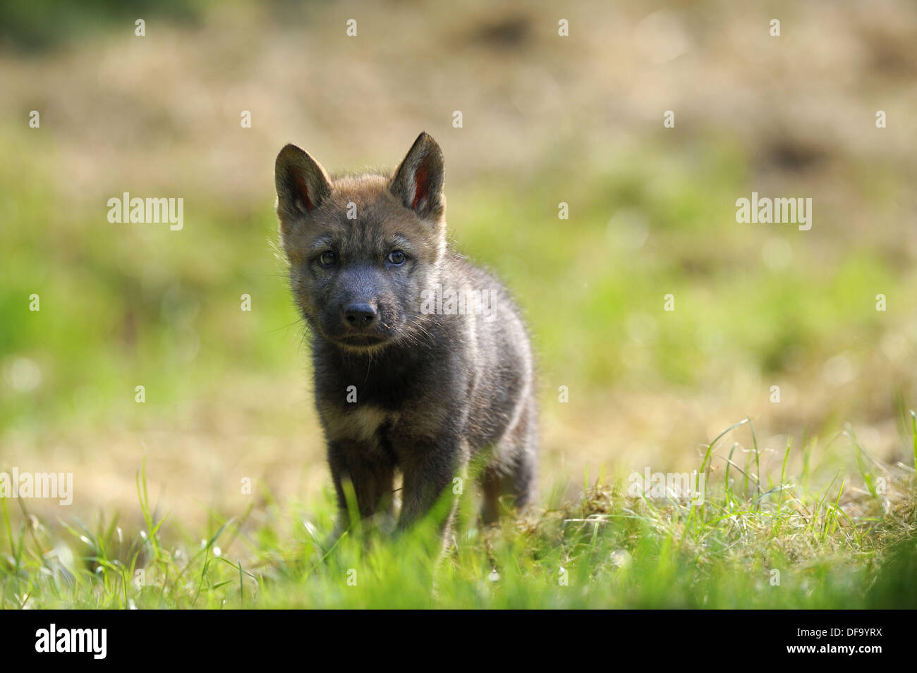 European wolf cub 1 month old (Canis lupus) captive, France Stock Photo