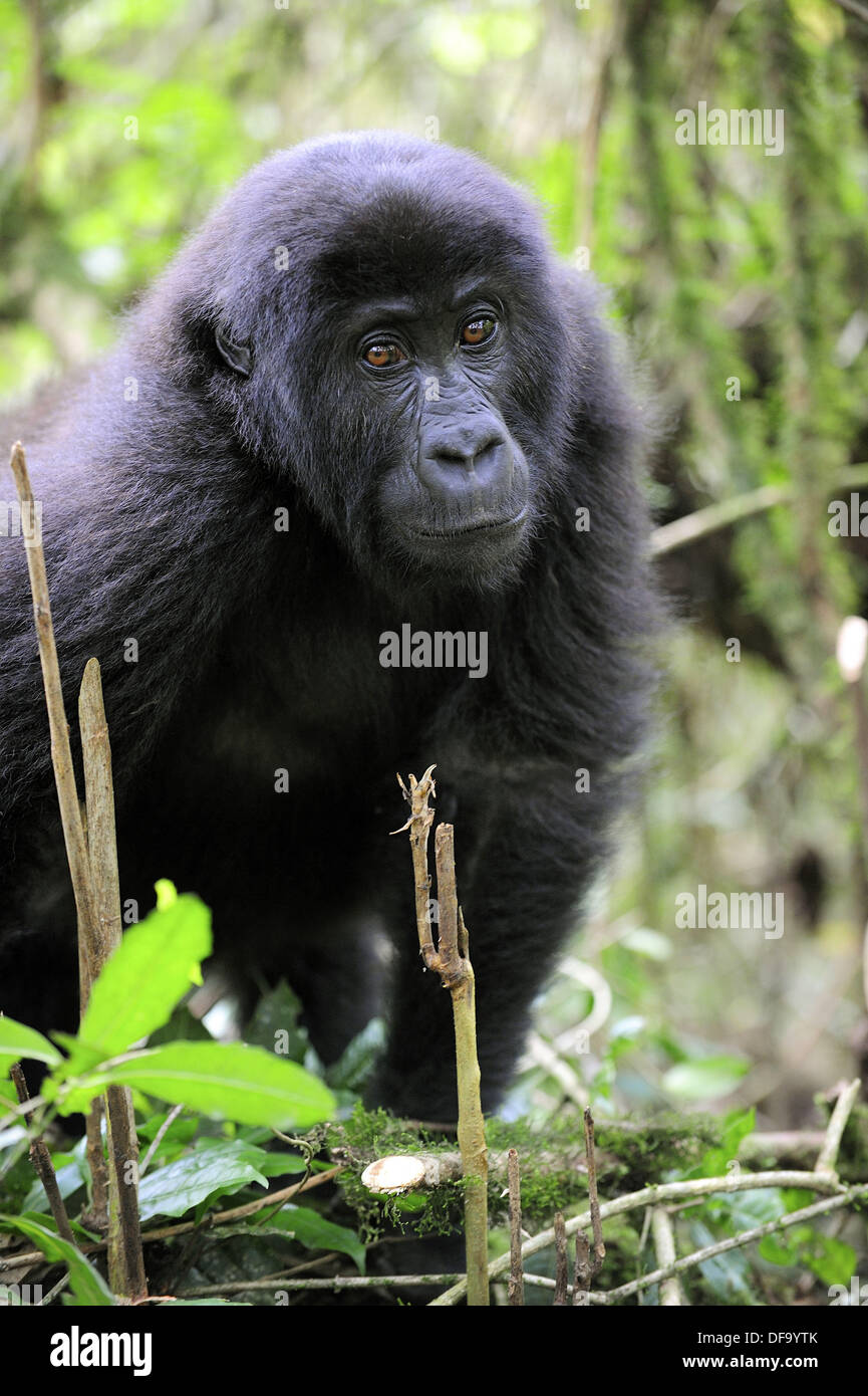 Juvenile eastern lowland gorilla in the equatorial forest of Kahuzi Biega Park (Gorilla beringei graueri) Democratic  Republic Stock Photo