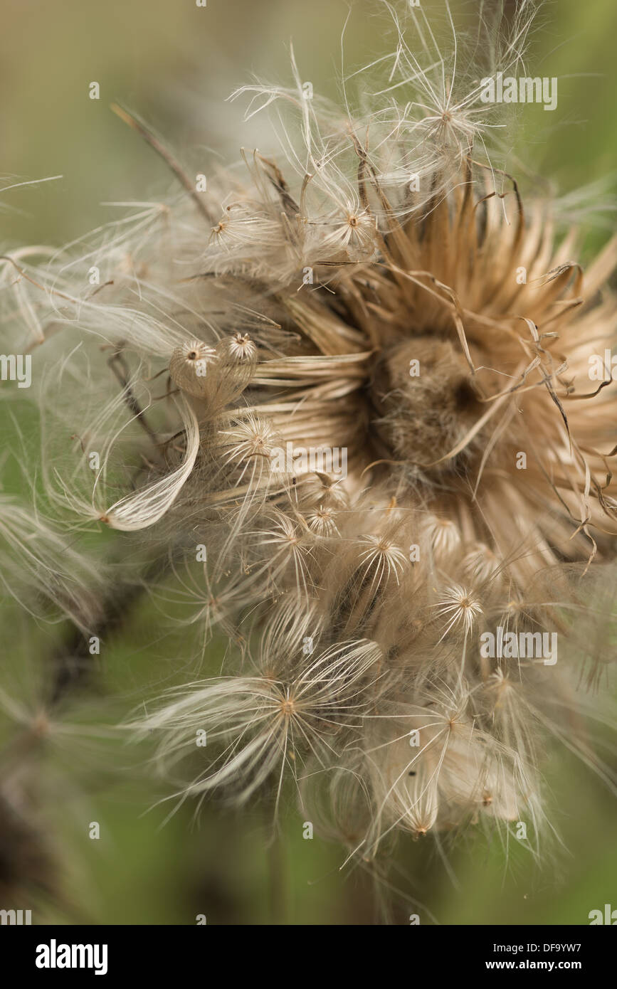 Close up detail and texture seen in a spear thistle seed head with groups of seeds being blown out and distributed by the wind Stock Photo